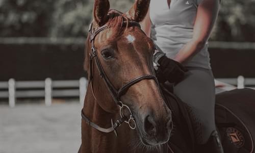 Horse Riding coaches