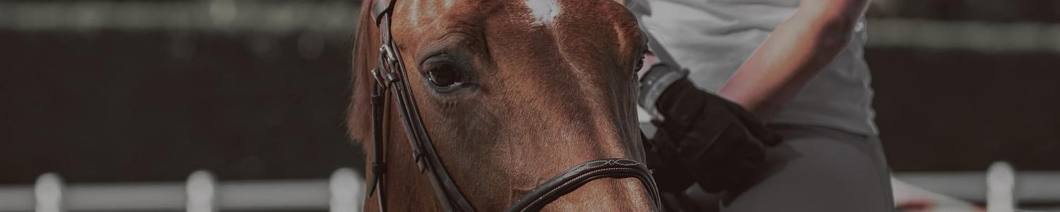 Horse Riding coaches